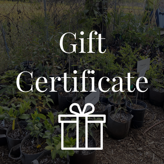 Gift Certificate