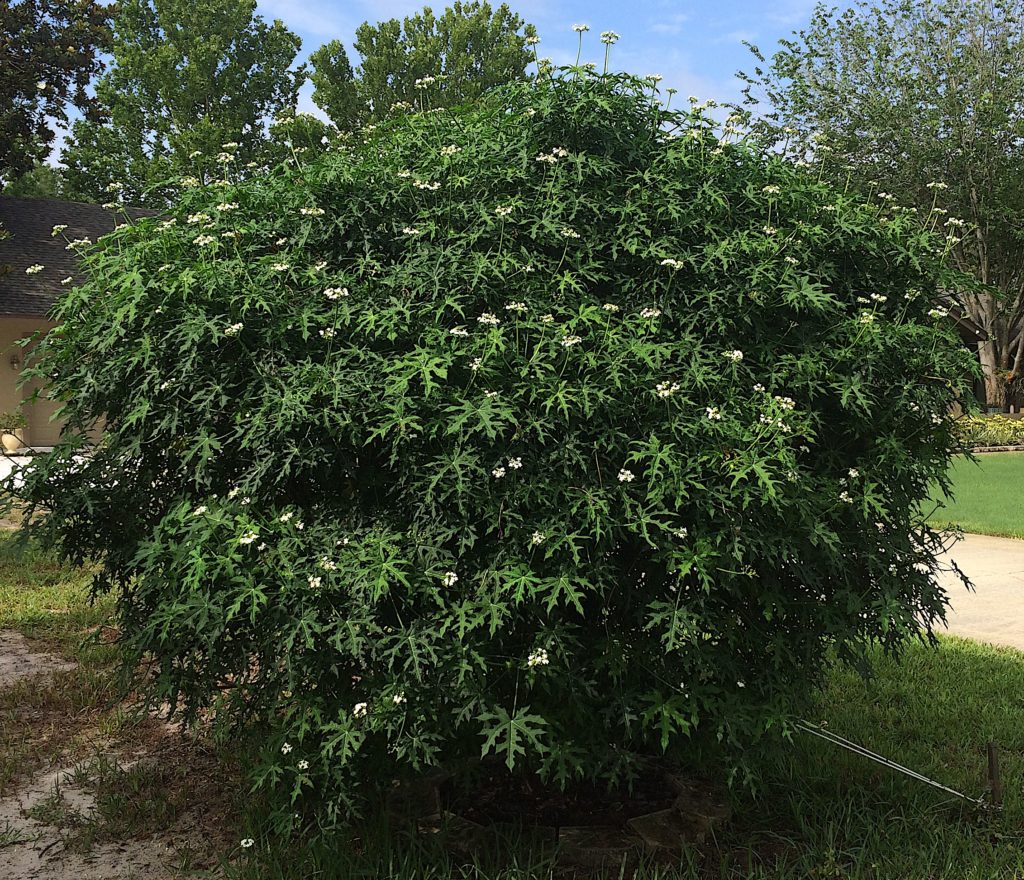 Maple Leaf Chaya / Tree Spinach