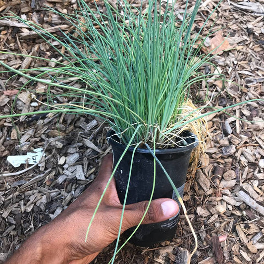 Onion Chives