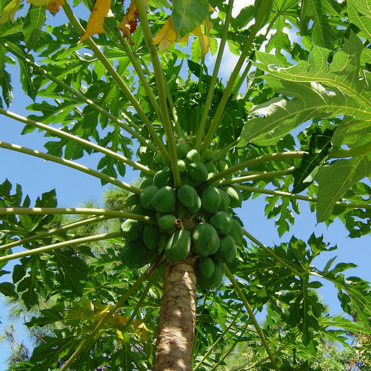 Papaya, LA Seedling