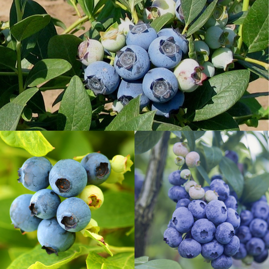 Bareroot Blueberry Trio (3 plants) for California
