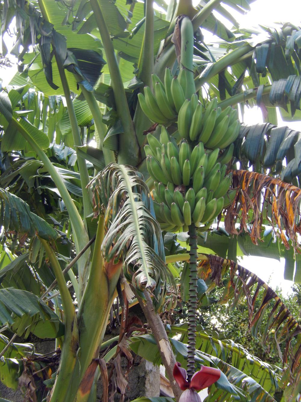 Banana, Orinoco
