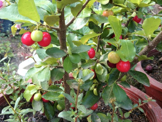 Barbados Cherry / Acerola
