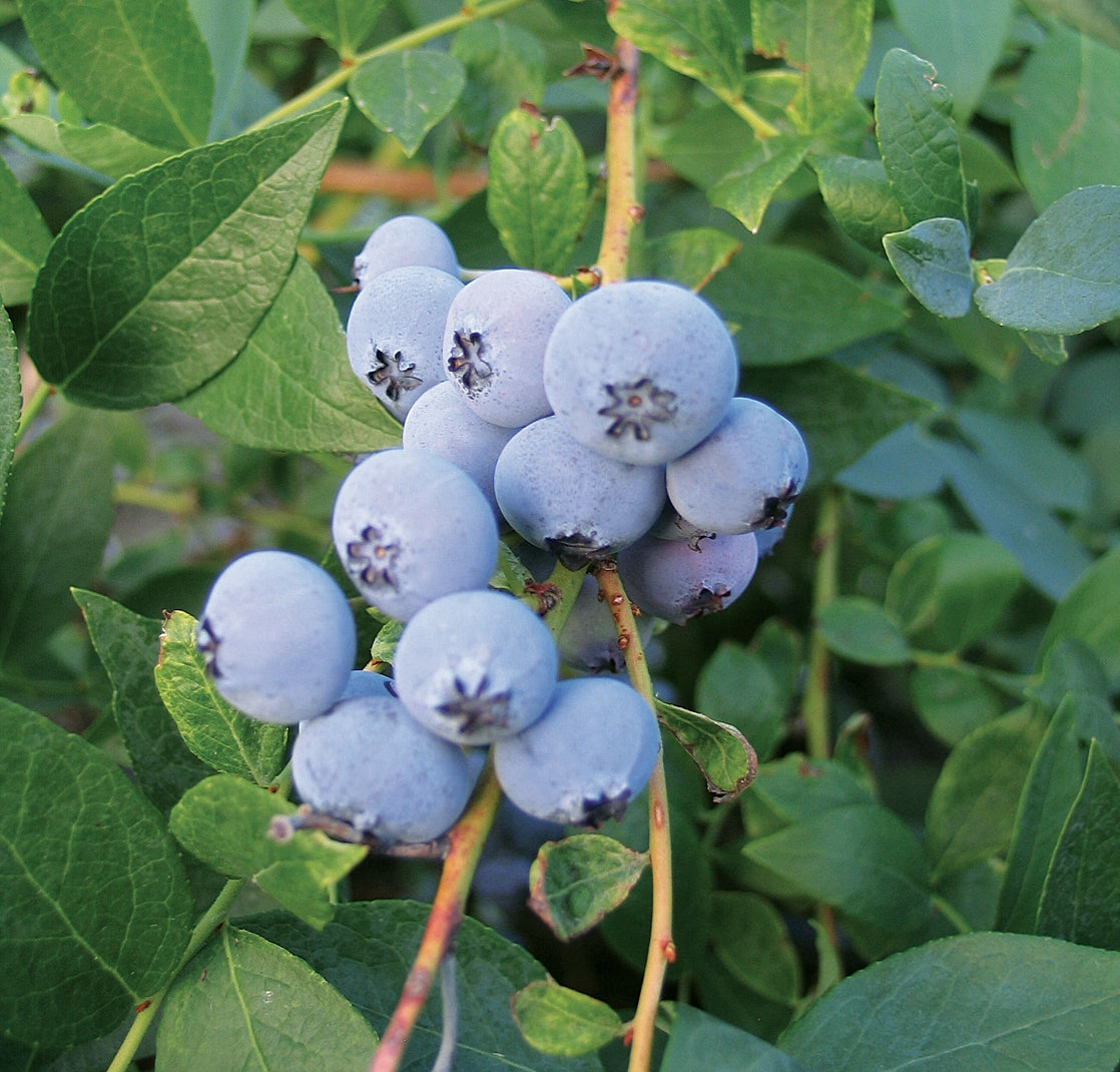 Blueberry, Biloxi