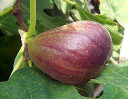 Fig, Black Mission