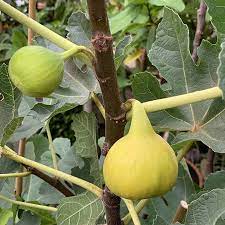 Fig, Yellow Longneck