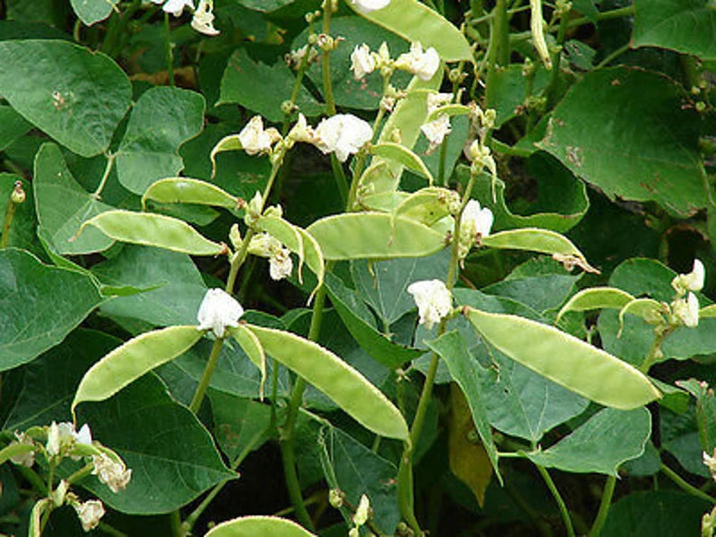 Hyacinth Bean, Green