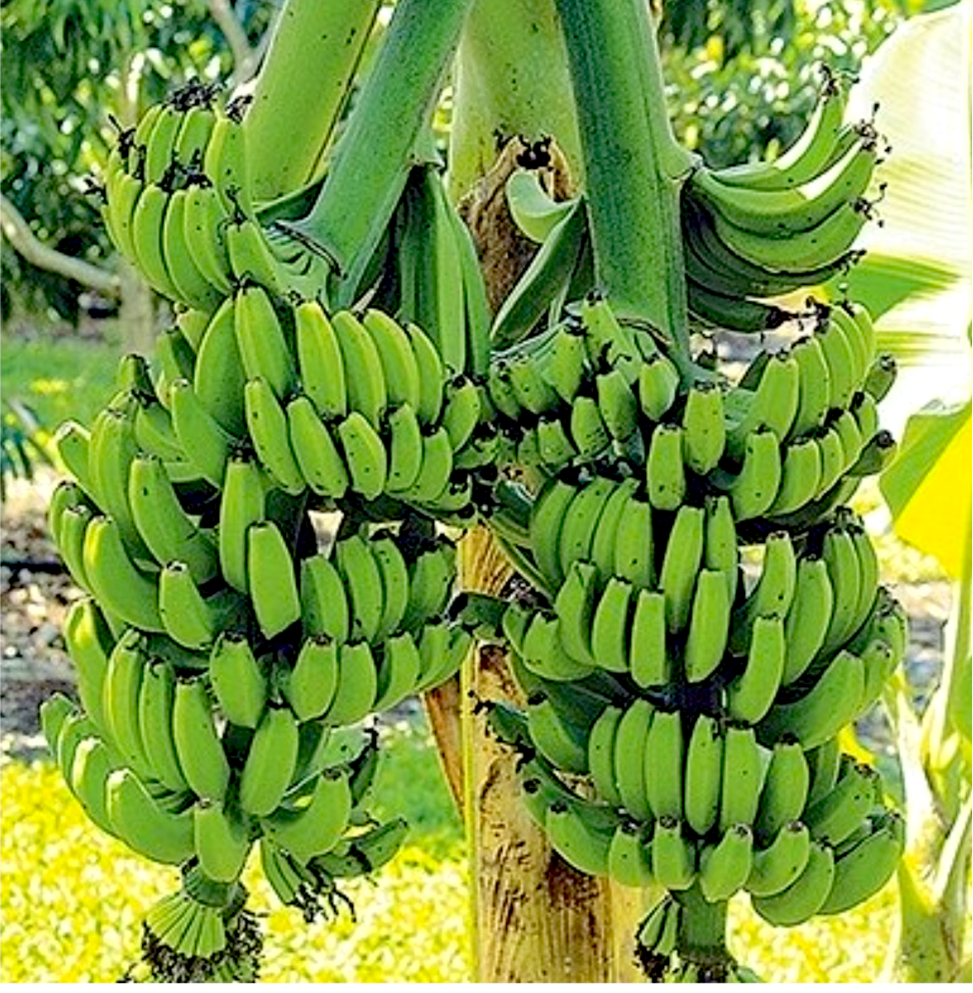 Banana, Double Mahoi