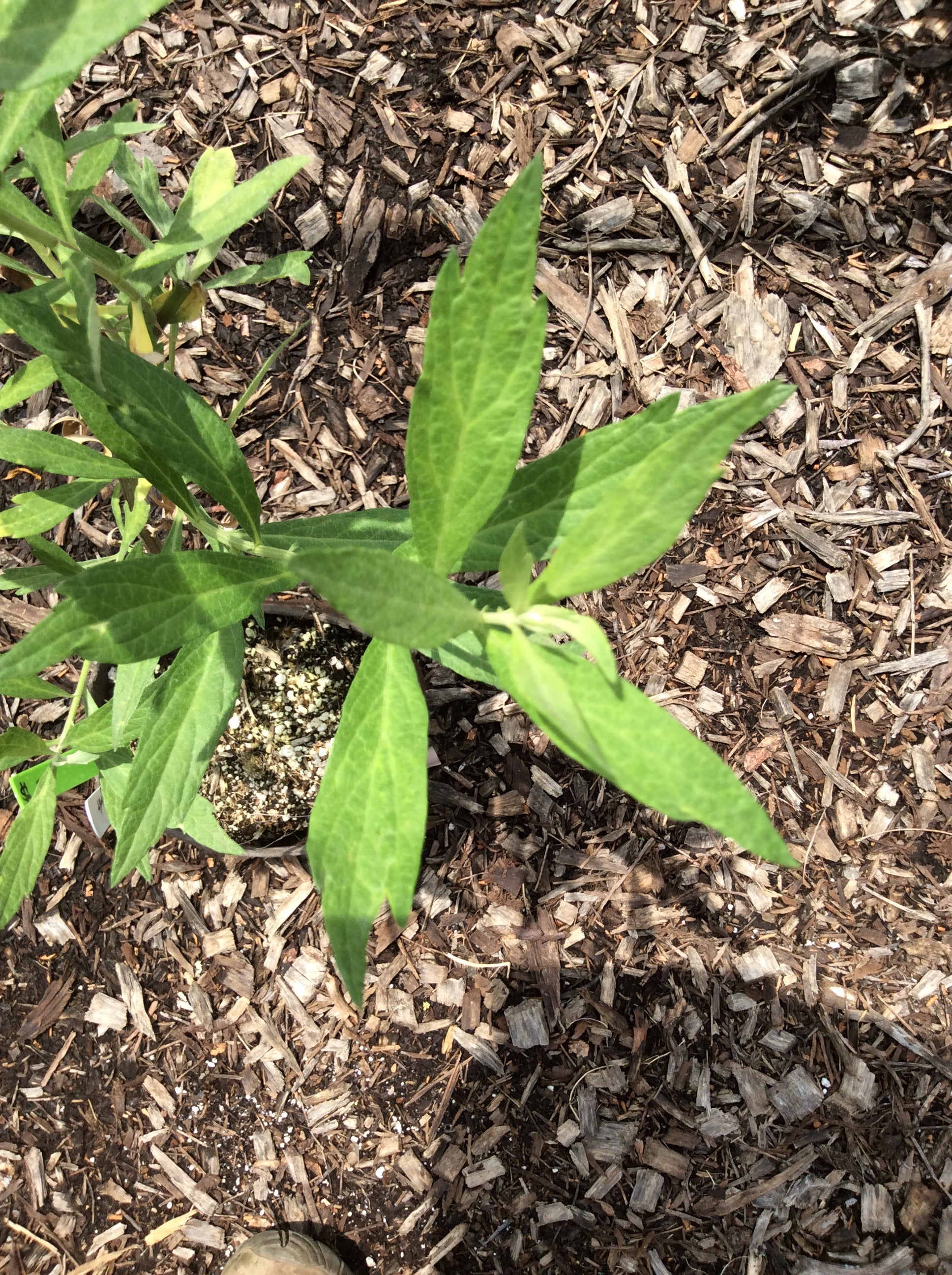 Mugwort, 'Artemisia douglasiana'