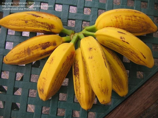 Banana, Orinoco