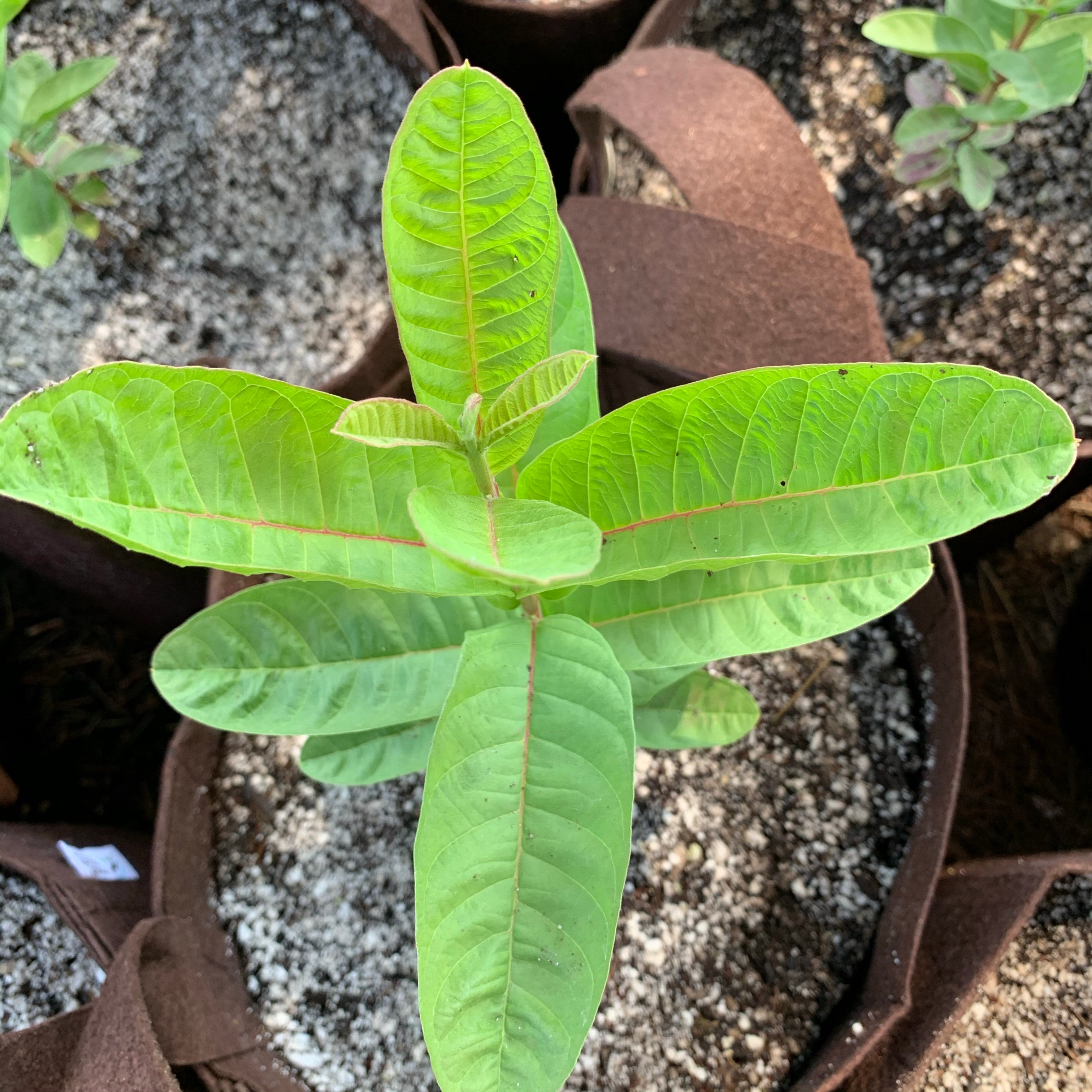 Guava, Allahbadi Safeda