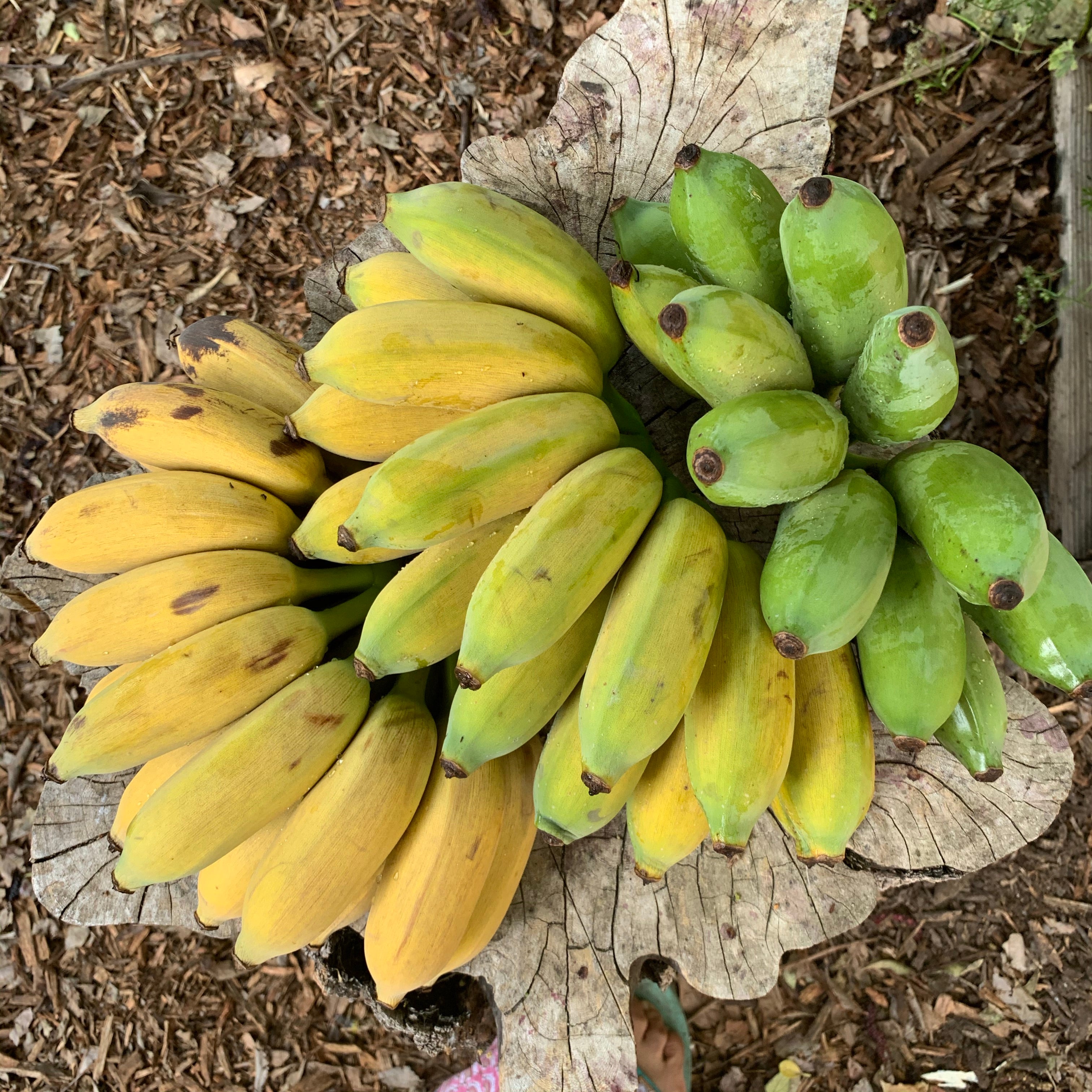 Banana, Goldfinger