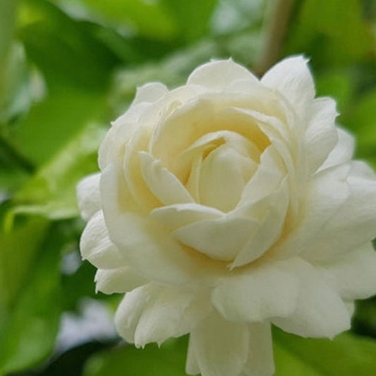 Indian Jasmine, Grand Duke of Tuscany