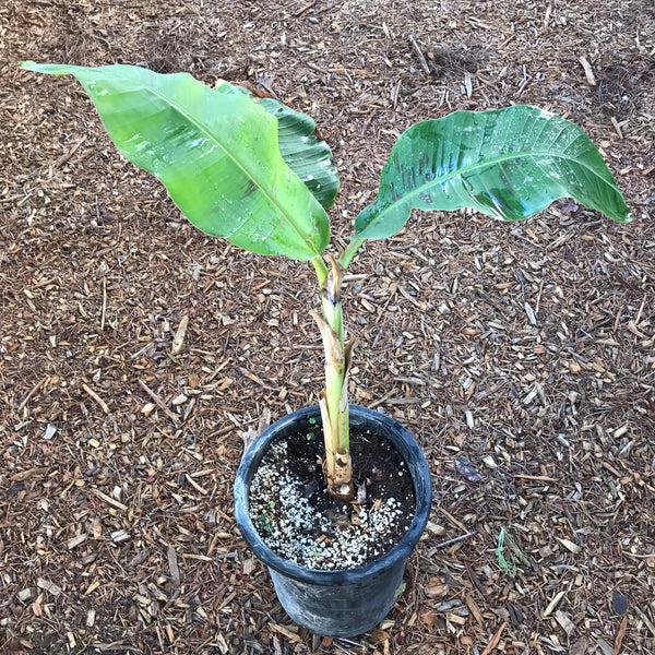 Banana, Blue Java Ice Cream – Sarvodaya Institute