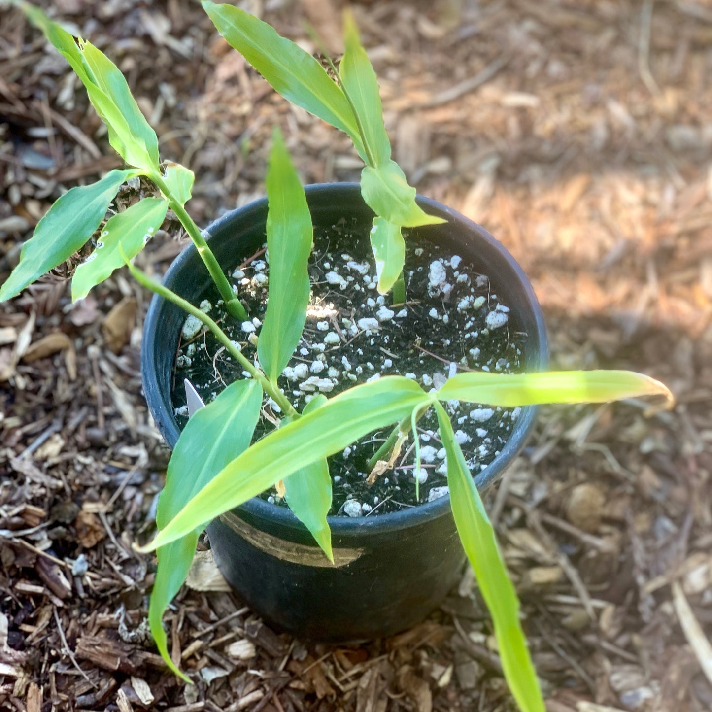 Ginger, Edible