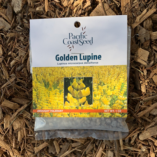 Pacific Coast Seed, Golden Lupine