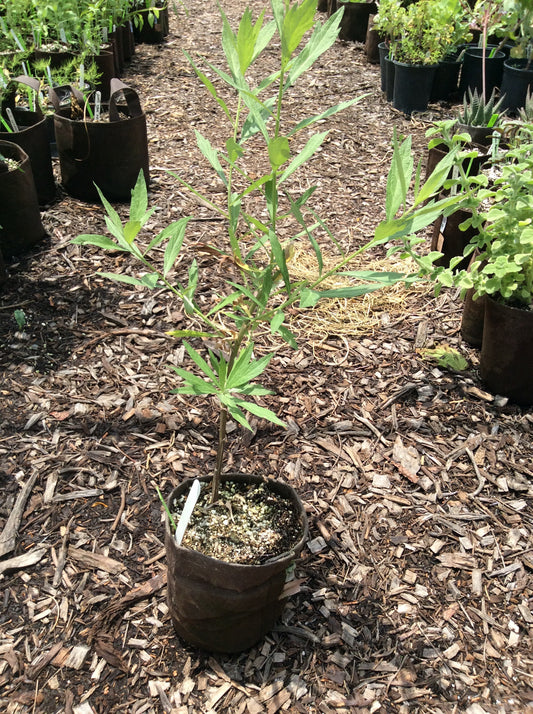 Mugwort, 'Artemisia douglasiana'