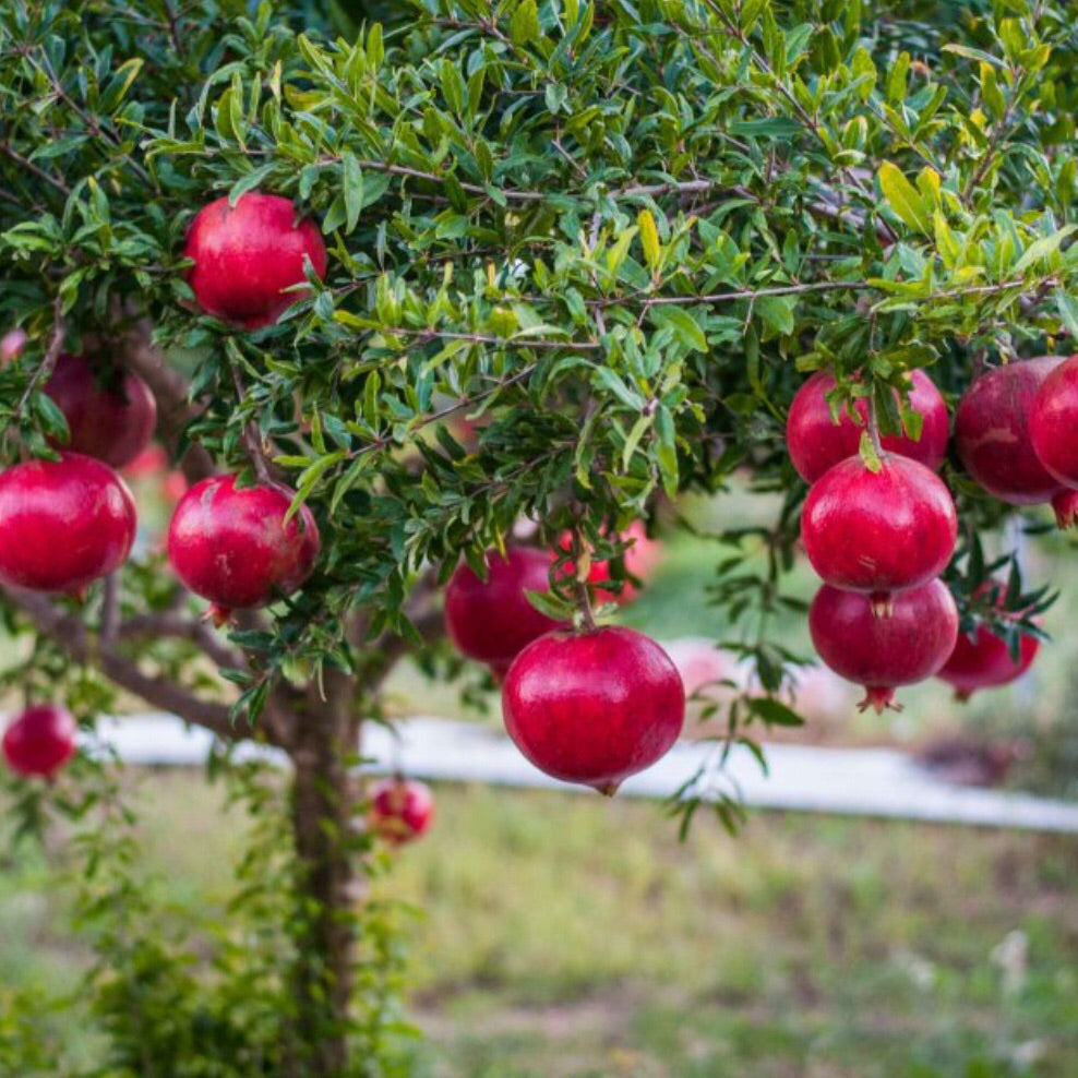 Pomegranate, Wonderful