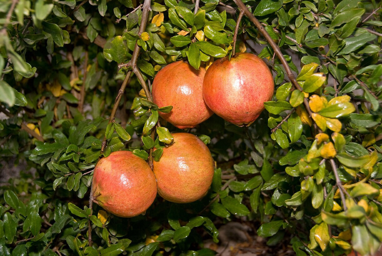Pomegranate, Desertnyi