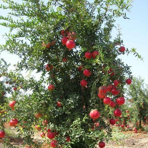 Pomegranate, Angel