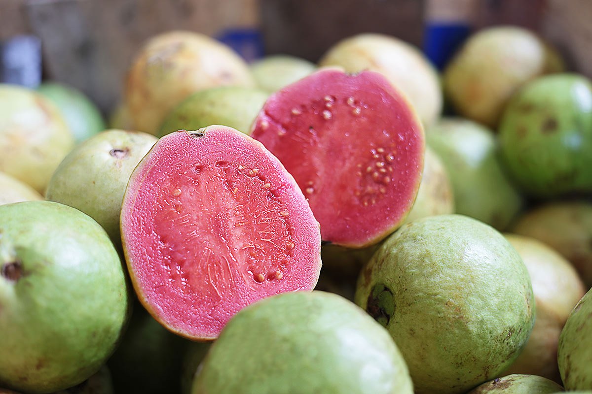 Guava, Indian Pink