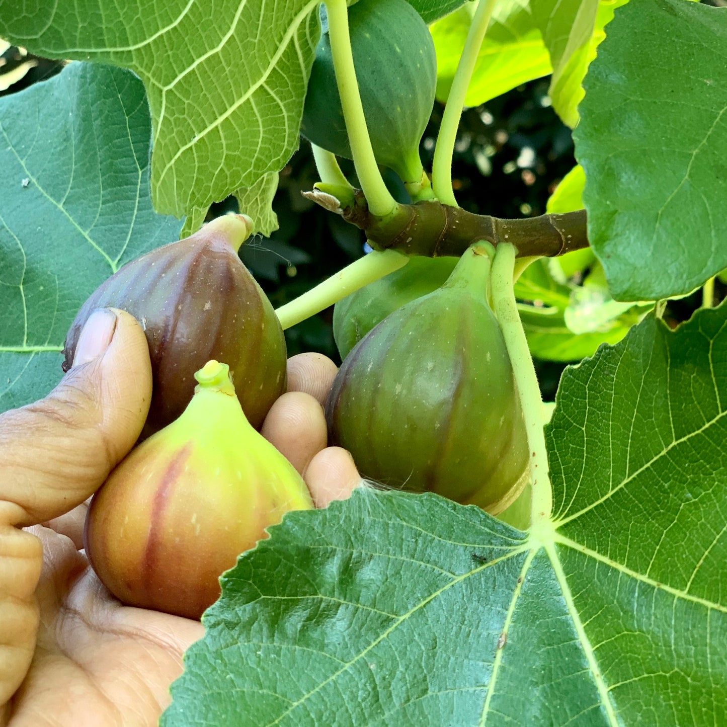Fig, Brown Turkey