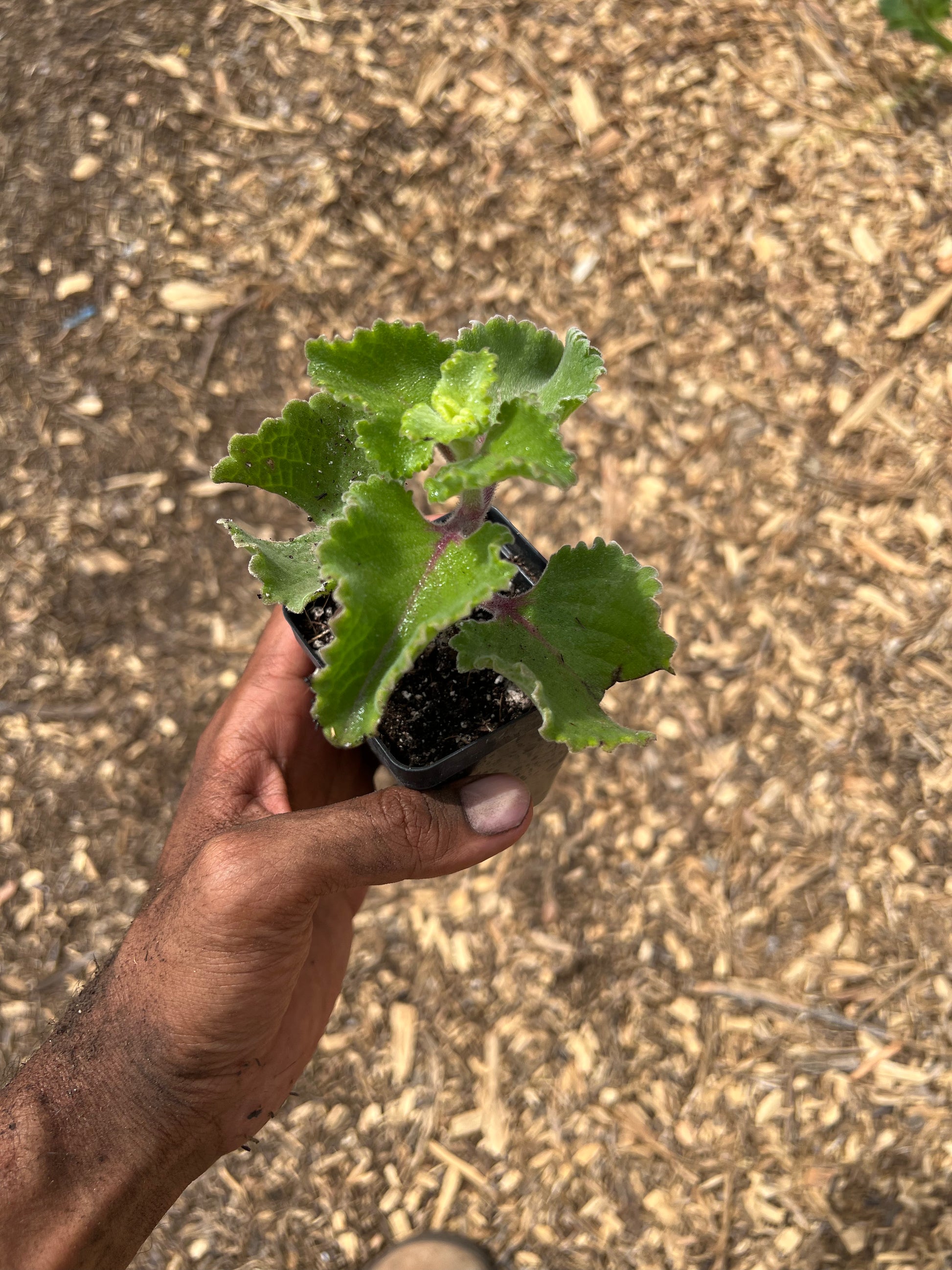 oregano succulent plant Cuban Oregano / Karpuravalli – Sarvodaya Institute