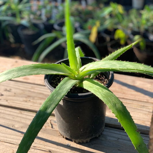 Aloe, Edible