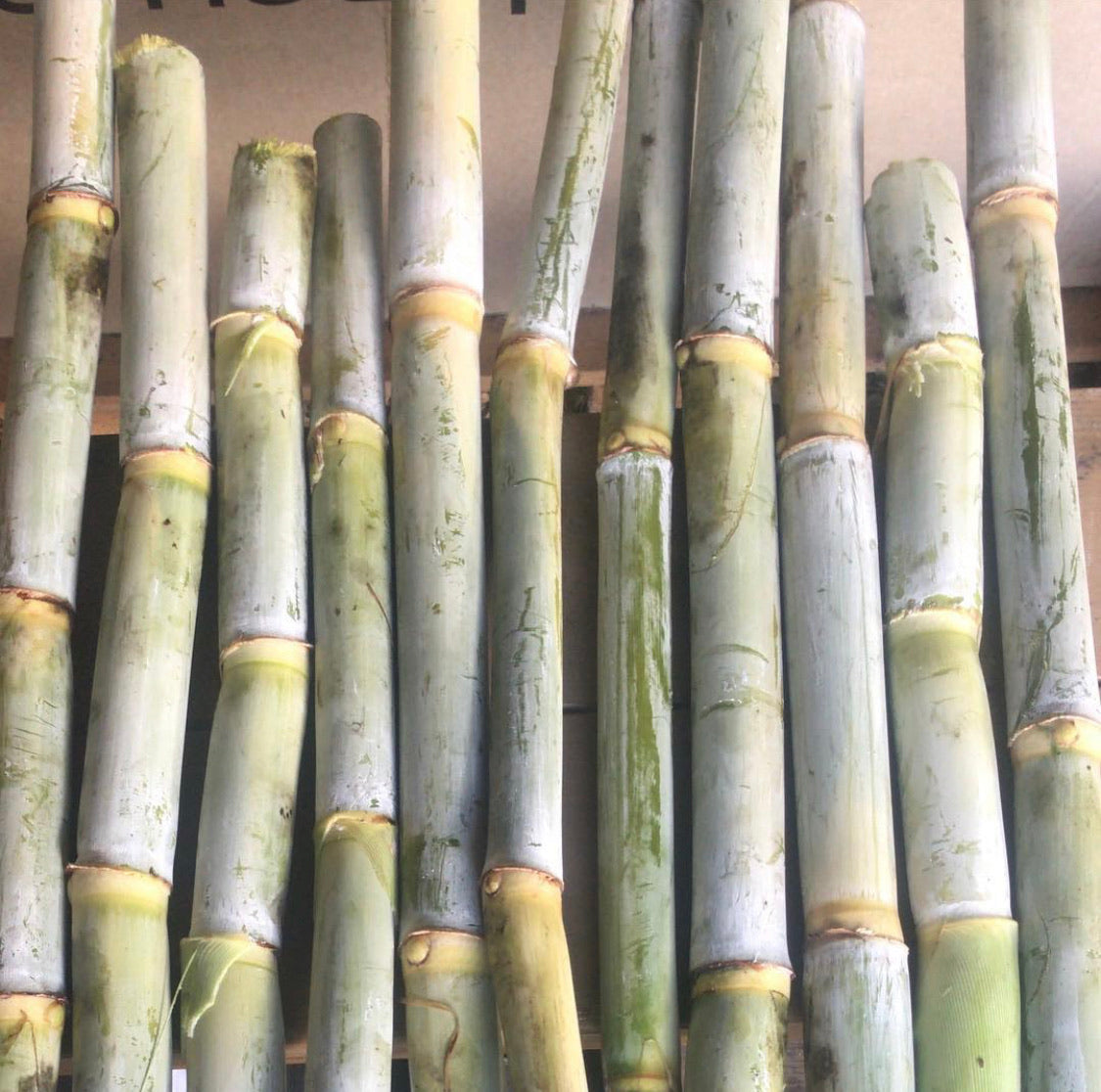 Sugarcane, Louisiana Green