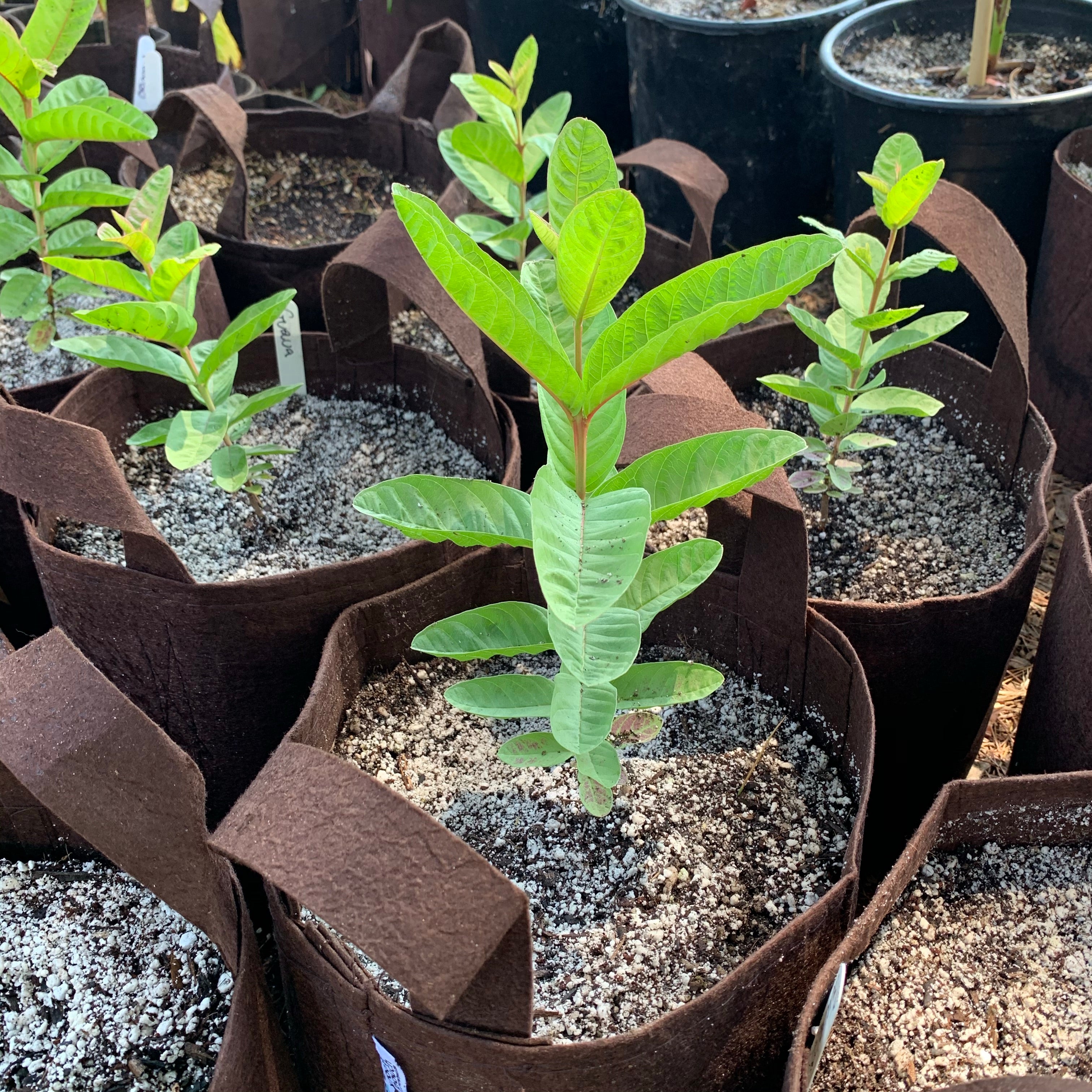 Guava, Allahbadi Safeda