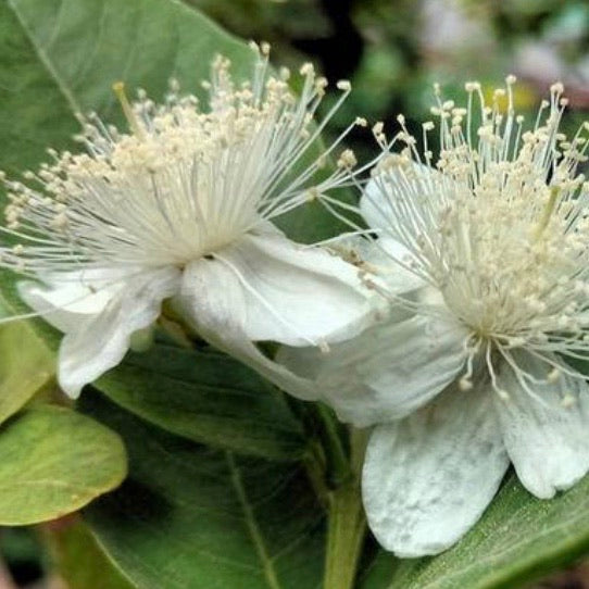 Guava, Allahbadi Safeda