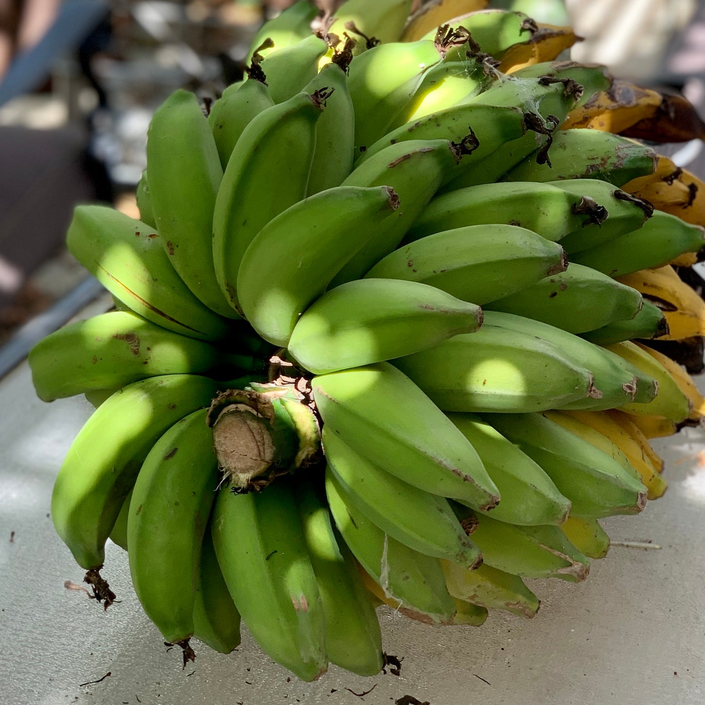 Banana, Brazilian Giant