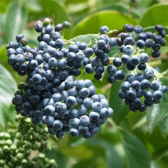 Blue Elderberry, 'Sambucus Mexicana'
