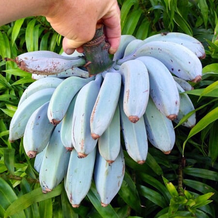 Banana, Blue Java Ice Cream
