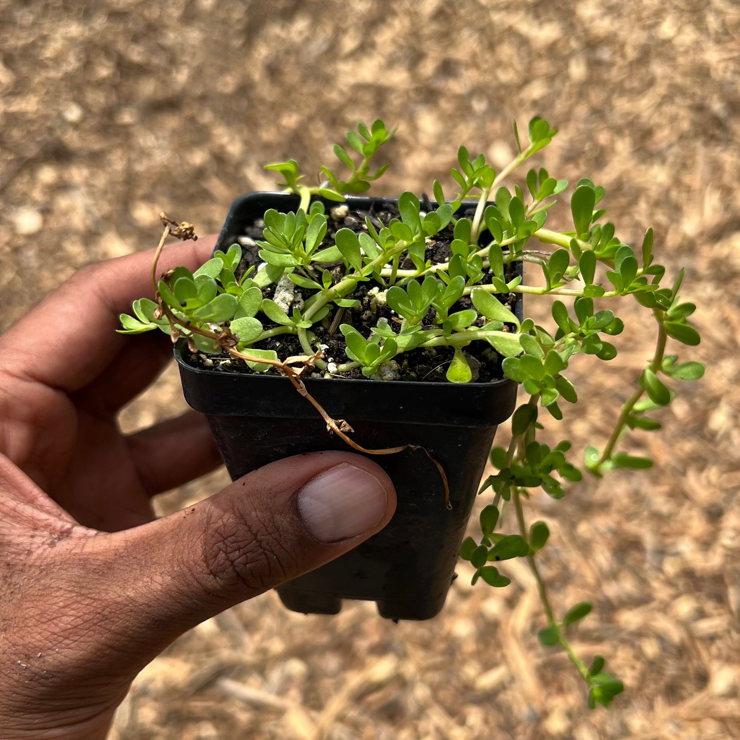 Bacopa Monnieri (Brahmi)