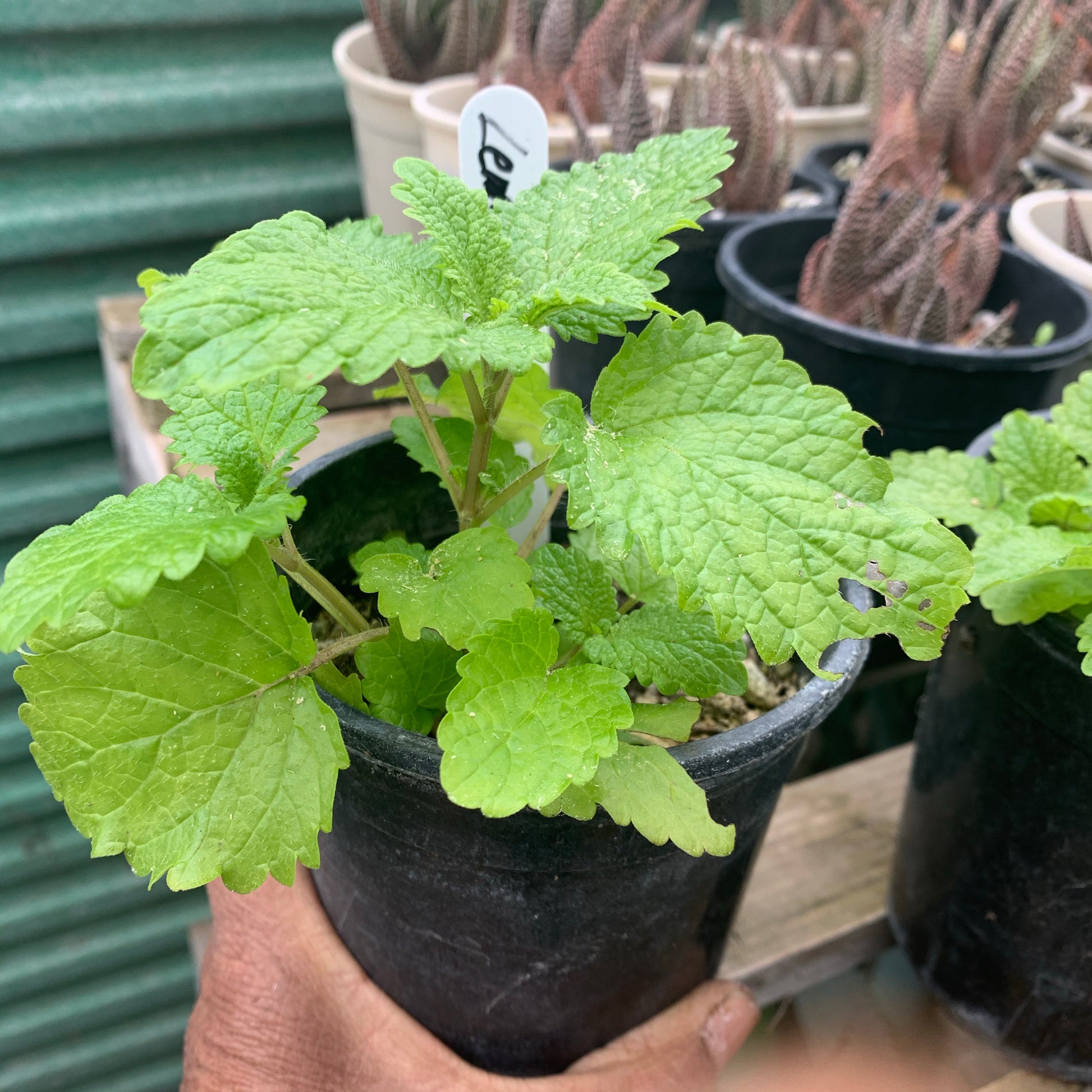 lemon balm potted plant Lemon Balm – Sarvodaya Institute