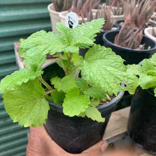 Lemon Balm