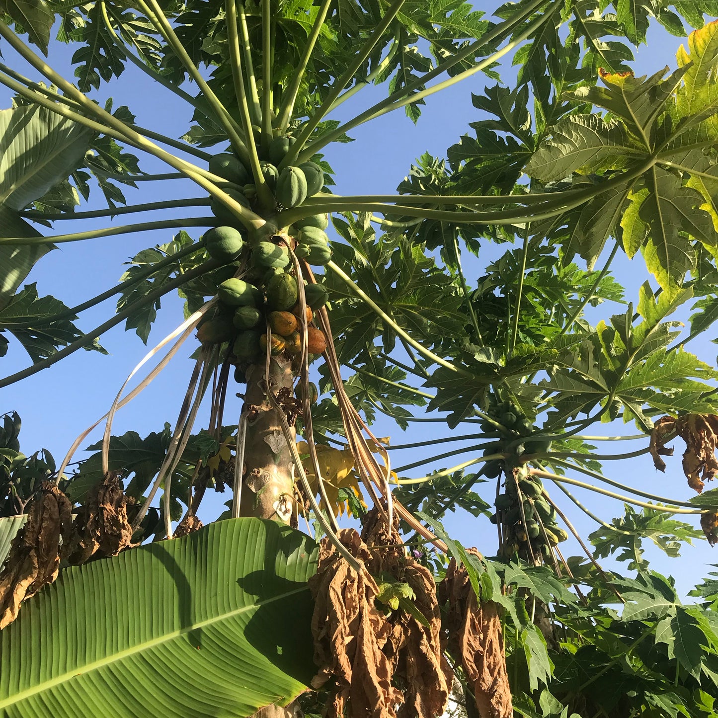 Papaya, Waimanalo / Kamiya