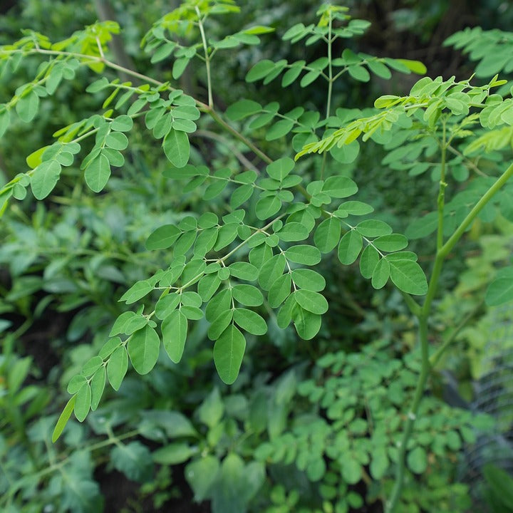 Moringa Tree – Sarvodaya Institute