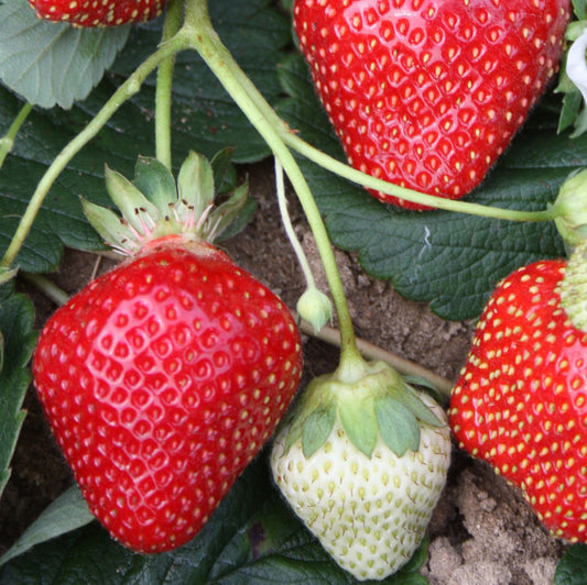 Bareroot Strawberry, Seascape